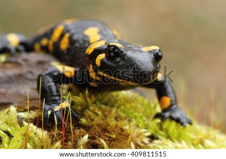 Detail of salamander