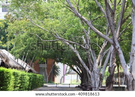 Green Wood Tree on Walk way in University