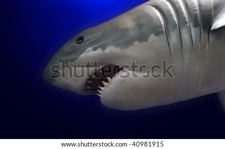 shark on the blue background