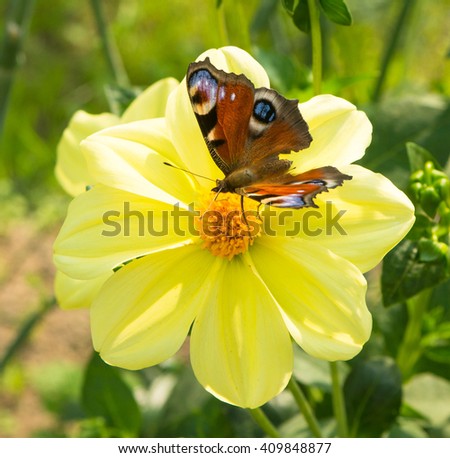 Composition with flower and butterfly