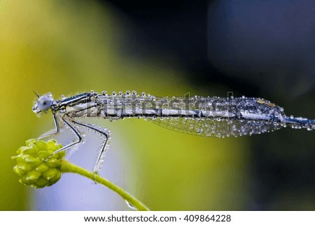 Beautiful closeup dragonfly on the grass. Selective focus