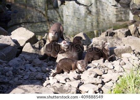 Asian Oriental small-clawed otter, Amblonyx cinerea, live in families