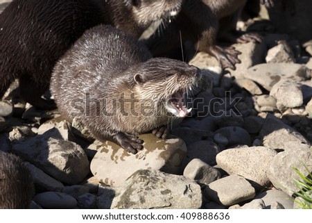 Screaming Asian Oriental small-clawed otter, Amblonyx cinerea
