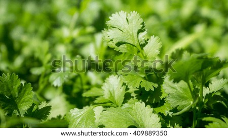 Fresh leaves of young coriander on the sunshine