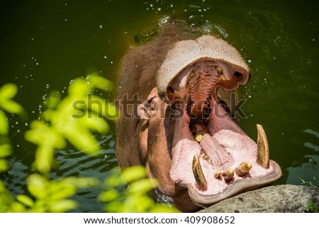 Hippopotamus in zoo in Thailand