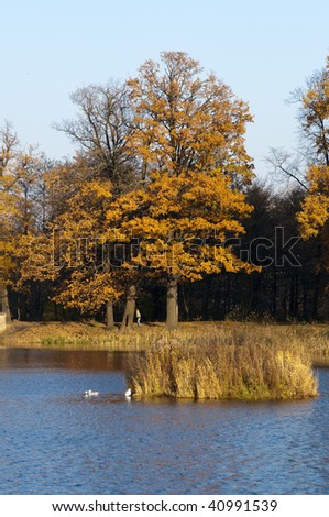 Autumn forest on the bank of lake.