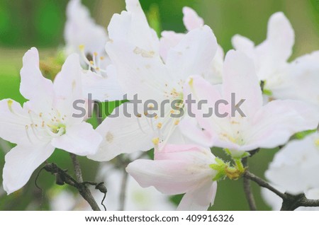 closeup to white magnolia blossom