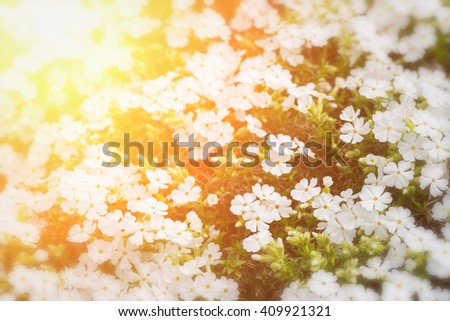Nature blurred background with small pretty white flowers at a rockery, illuminated by sunlight
