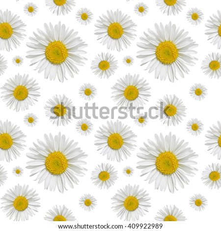 Seamless pattern of daisies on a white background