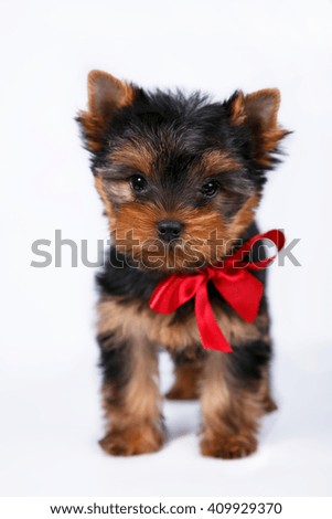 cute puppy Yorkshire terrier with a red bow