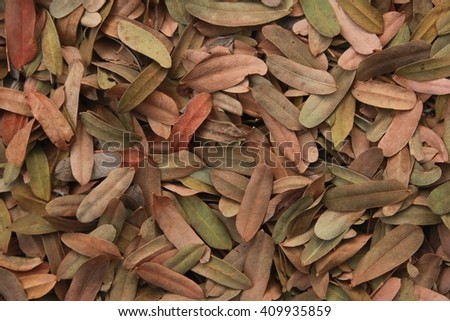 Colorful background of nature leaves