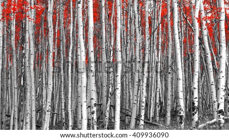 Red leaves in a black and white forest landscape Royalty-Free Stock Photo #409936090