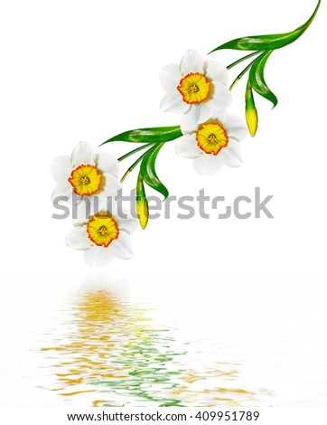 spring flowers narcissus isolated on white background