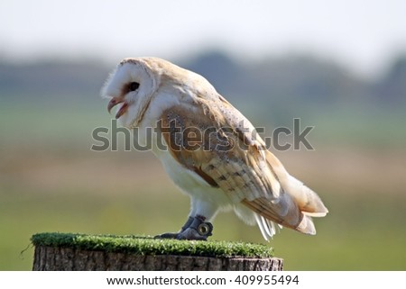 stunning barn owl