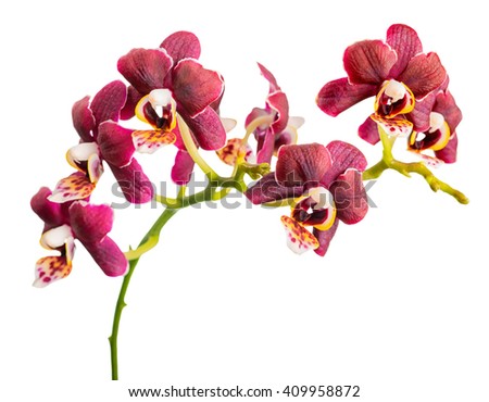 blossoming twig of beautiful dark purple with yellow spotty, orchid, phalaenopsis is isolated on white background, close up