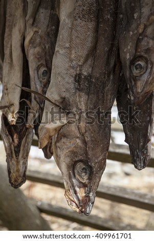 Stockfish (cod),close up to head with shallow depth of field.Norway.