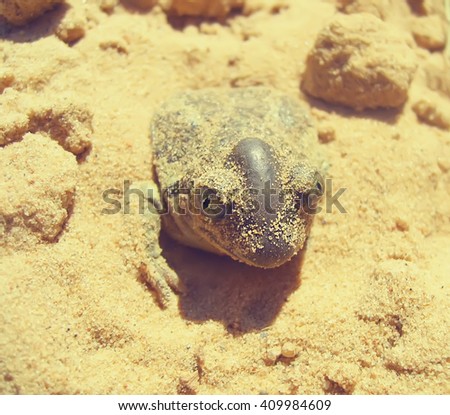Frog sitting in the sand