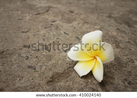 Plumeria flower on a background of cement.