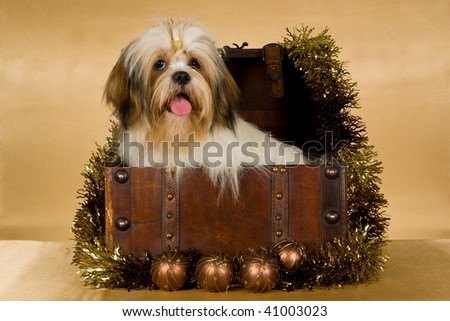 Pretty Lhasa Apso puppy inside Christmas chest trunk on gold background