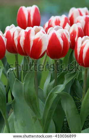 Bicolor Red White Tulips
