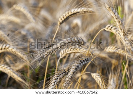 agricultural field where harvest of cereals, wheat, close up