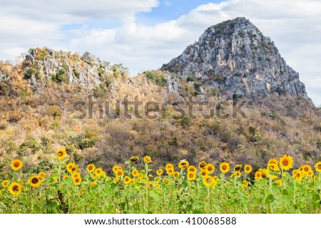 sunflowers farm with mountain and cloudy sky background
