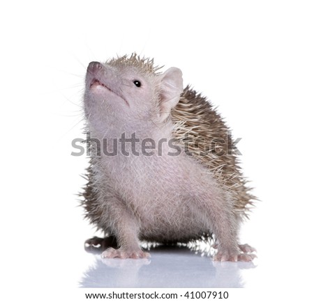 Portrait of Lesser Hedgehog Tenrec, Echinops telfairi, in front of white background