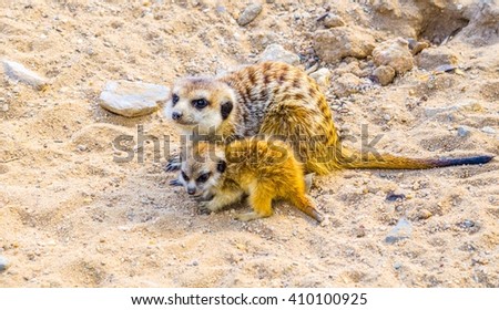 small meerkat - suricate (Suricata suricatta) is protecting her baby in the prague zoo