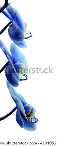 Three Orchids blue beautiful flower isolated white background