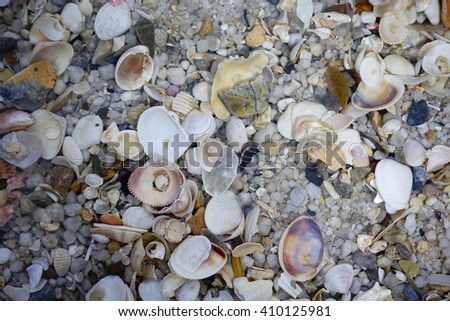 Sea shells on sand under water background:select focus with shallow depth of field:Ideal use for backgroun.