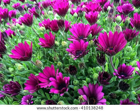 Flowers 

On the picture are colorfully represented the beautiful flowers.Wherever flowers are always pleasing and lift the mood of any person.
