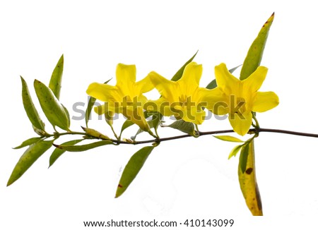 gelsemium sempervirens or  yellow jessamine flowers white background Royalty-Free Stock Photo #410143099