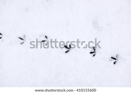 bird traces on snow