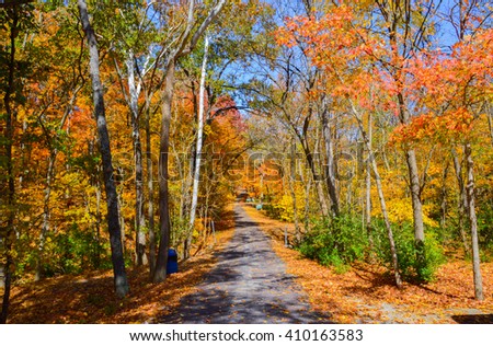 forest in autumn with yellow and red leaves in the US state of Oklahoma