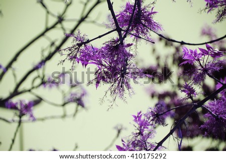 isolated tree branches and purple foliage leaf with blue sky