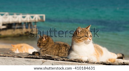 Three Cute cat on the Black Sea in Odessa in the spring 