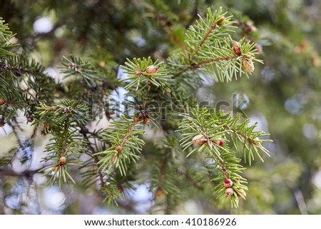 Green banch of fir tree. Beautiful natural view abstract background in daylight with bare tree leafless banches and forever green fir trees outdoor with no people backdrop, horizontal picture.