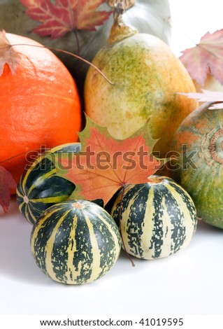  Collection of Pumpkins
