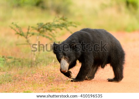 Sloth Bear  (Melurus ursinus) - Walk the walk!