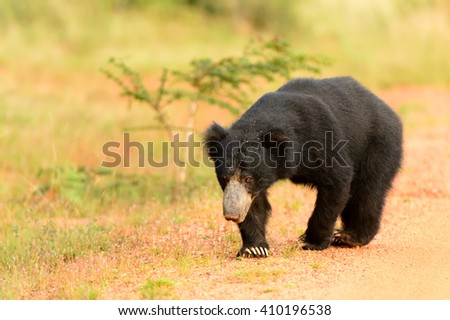 Sloth Bear  (Melurus ursinus) - Prowling