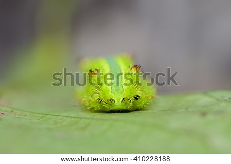 Caterpillar in the green leaf