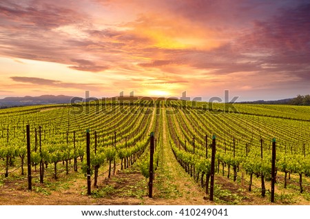 Beautiful Sunset Sky in Napa Valley Wine Country on Spring Vineyards , Mountains. Royalty-Free Stock Photo #410249041