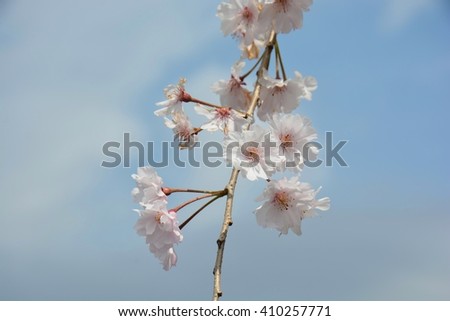 Spring Cherry blossoms, white and pink flowers.