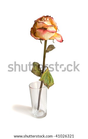 The faded rose in a glass on white background
