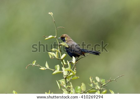 The Indian robin (Saxicoloides fulicatus) Female bird in their natural habitat