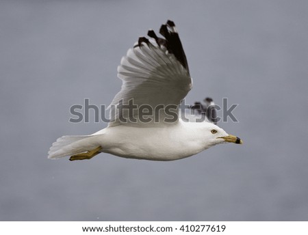 Beautiful isolated picture with the flying gull in the sky