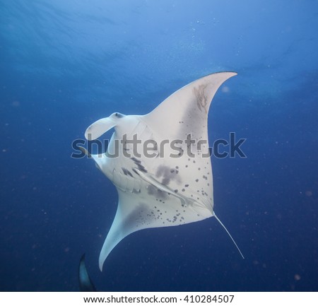 Reef manta ray, Manta birostris, on a cleaning station
 Royalty-Free Stock Photo #410284507