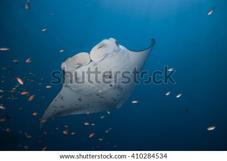 Reef manta ray, Manta birostris, on a cleaning station
