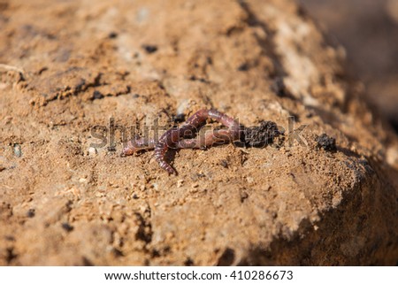 worm in the ground