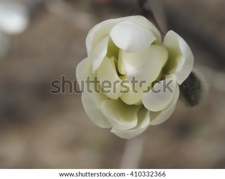 Magnolia stellata opening bud.